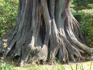 年経たイブキ/ビャクシンの木の特徴的な根元付近(京都府)