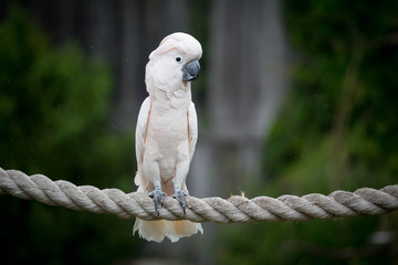 Moluccan Cockatoo
