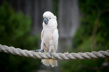 Moluccan Cockatoo