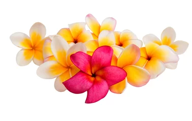 Fotobehang Frangipani frangipani bloem geïsoleerd