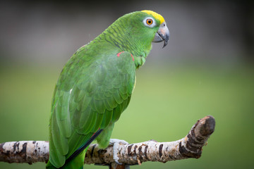 Green Parrot © emranashraf