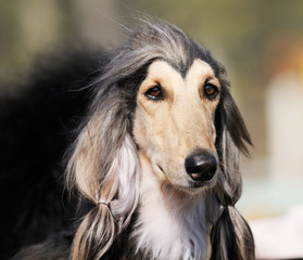 Afghan dog portrait