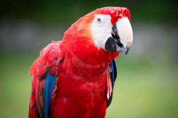 Red Macaw