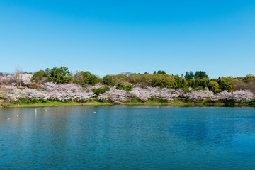 Obraz premium まんかいの花見