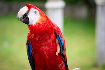 Red Macaw