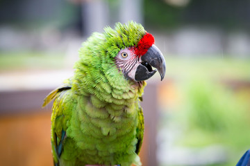 Military Macaw