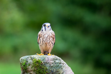 American Kestrel