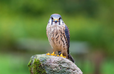 American Kestrel