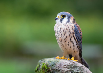 American Kestrel