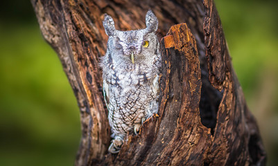 Screech Owl wink