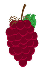Red Grapes Vector Bunch