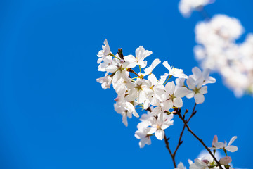 Cherry blossom flowers with blue sky