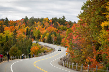 A turning road with fall trees