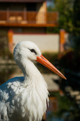 White Stork in a rustic morning garden
