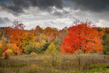 Fototapeta premium Fall trees with clouds