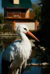 Environment protection. White Stork in a rustic morning garden