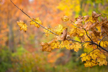Fall yellow leaves on a tree