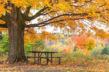 Obraz premium Fall tree with a bench