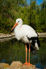 Harmony in nature. White Stork in the morning park