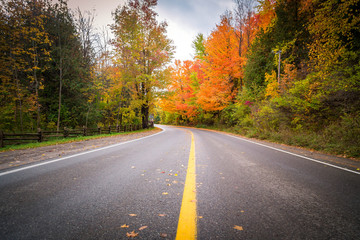 Turning road with fall trees