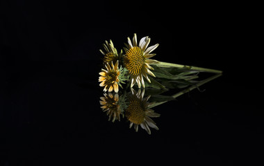 Three yellow coneflowers in simple, elegant arrangement with reflection on black background