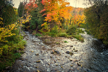 River with fall trees