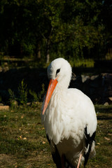 Harmony in nature. Lonely white stork in the morning park