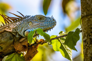 Portrait eines Leguan auf einem Stacheldraht in Costa Rica