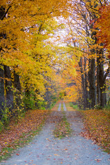 Trail with fall trees