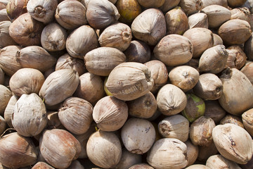 Coconut in the Food Industry
