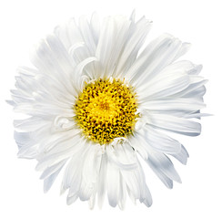 Daisy chrysanthemum chamomile isolated on white background