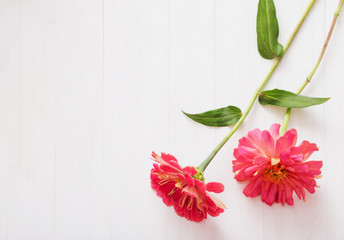 background with zinnia flowers