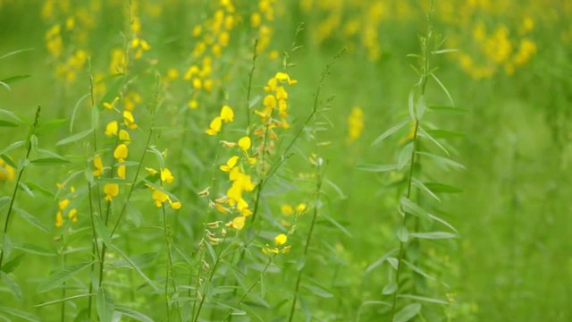 Yellow Sunn hemp Crotalaria juncea flower in garden with flowing wind 