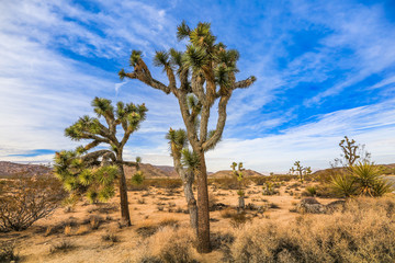 Joshua Trees in the Mojave desert