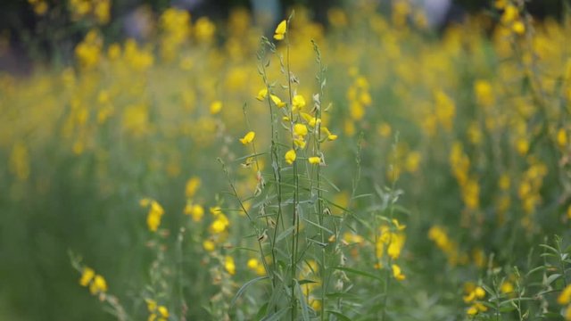 Yellow Sunn hemp Crotalaria juncea flower in garden with flowing wind 