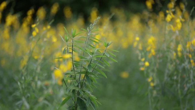 Yellow Sunn hemp Crotalaria juncea flower in garden with flowing wind 