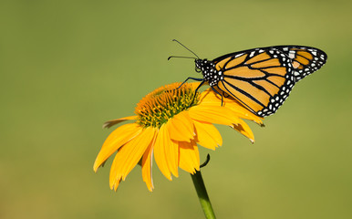 Newly emerged Monarch butterfly (Danaus plexippus) on yellow coneflower. Natural green background with copy space.
