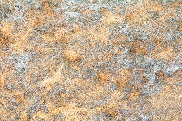 surface burned land grass leaf  in summer are ashes. air pollution global warming
