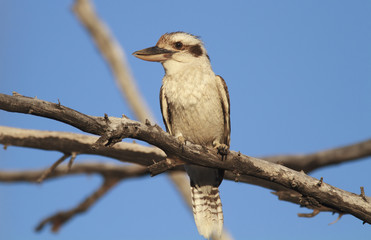 Laughing Kookaburra