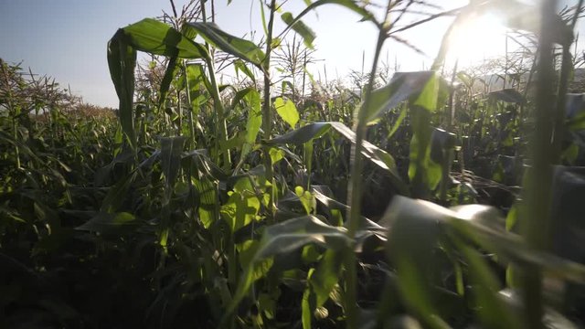 Medium wide shot of steadicam moving through a row of corn.