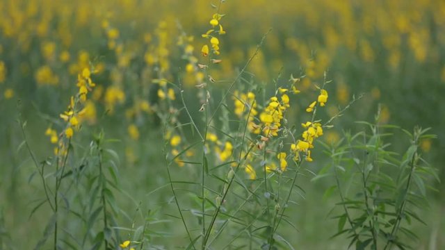 Yellow Sunn hemp Crotalaria juncea flower in garden with flowing wind 