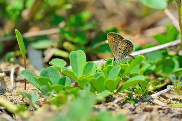 Butterfly (Freyeria putli formosanus) Taiwan's smallest gray butterfly