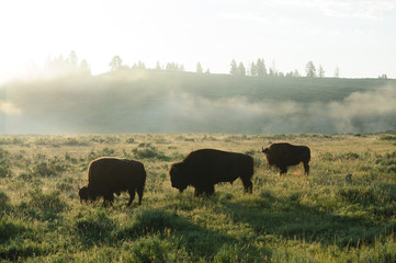 Fototapeta na wymiar Bison Silhouttes at Dawn