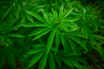 Fototapeta na wymiar marijuana background. bush cannabis.