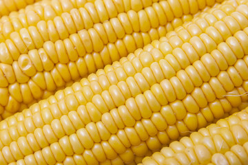 corn on the cob isolated on white background