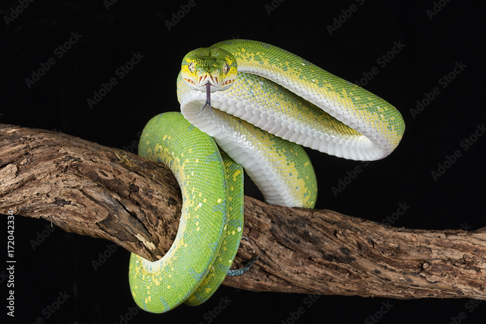 Poster a green tree python wrapped around a branch with its tongue out about to strike against a black background