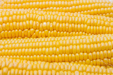 corn on the cob isolated on white background