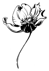 Hand drawn anemone flower calligraphy style