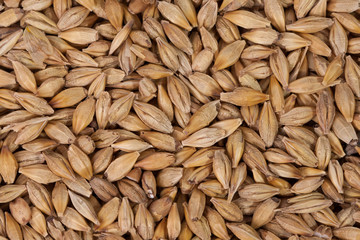Barley beans. Grains of malt close-up. Barley on sacking background. Food and agriculture concept.