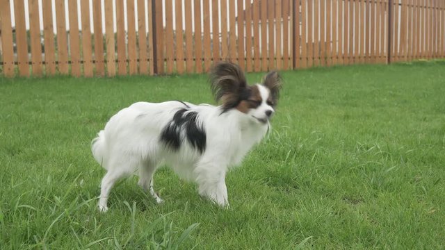 Papillon Continental Toy Spaniel puppy is eating fresh grass on green lawn stock footage video